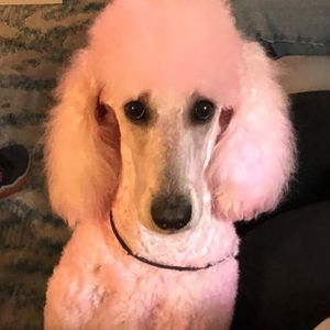 Meet your Posher, Mary